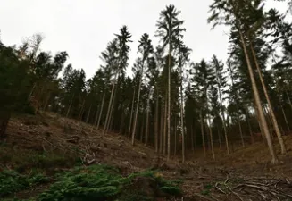 Local lawn care service for year-round maintenance across Belton, TX - All Around Stump Grinding