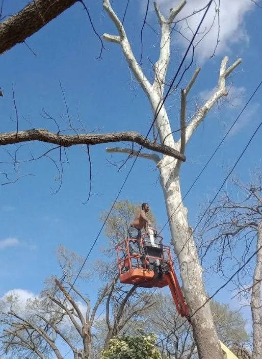 Affordable yard maintenance for beautiful yards across Belton, TX - All Around Stump Grinding