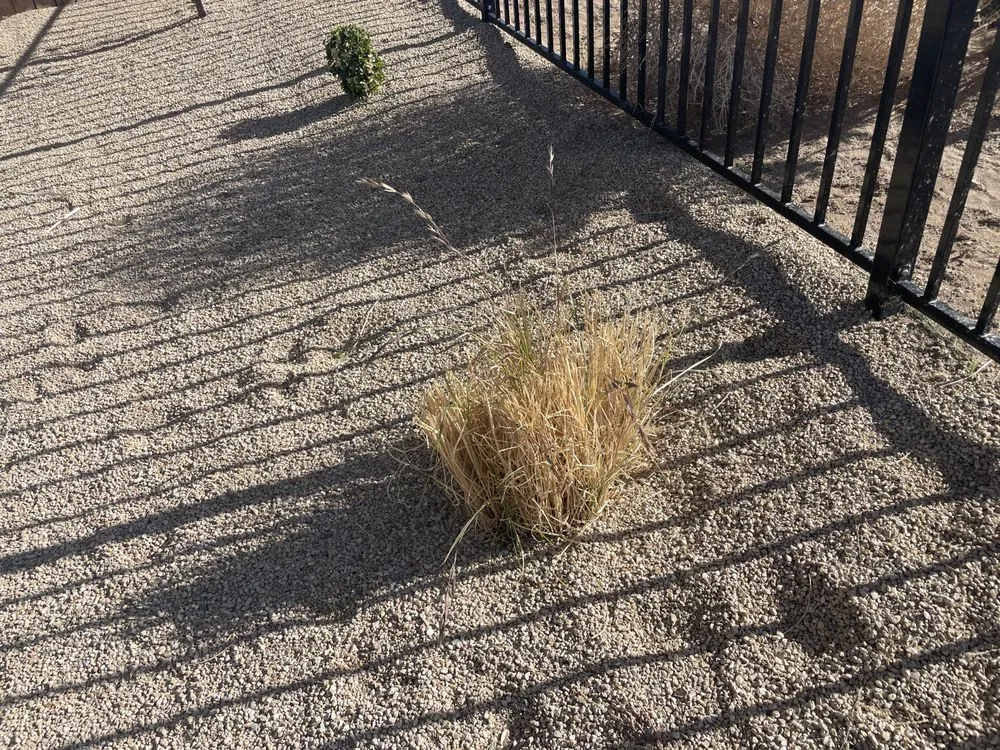 Top-rated yard cleanup service experts serving Sparks, NV - All Around Town Landscaping