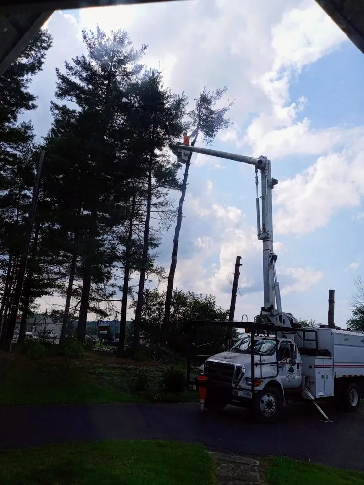 Reliable landscape installation in Hillsville, VA by All Around Tree Guy