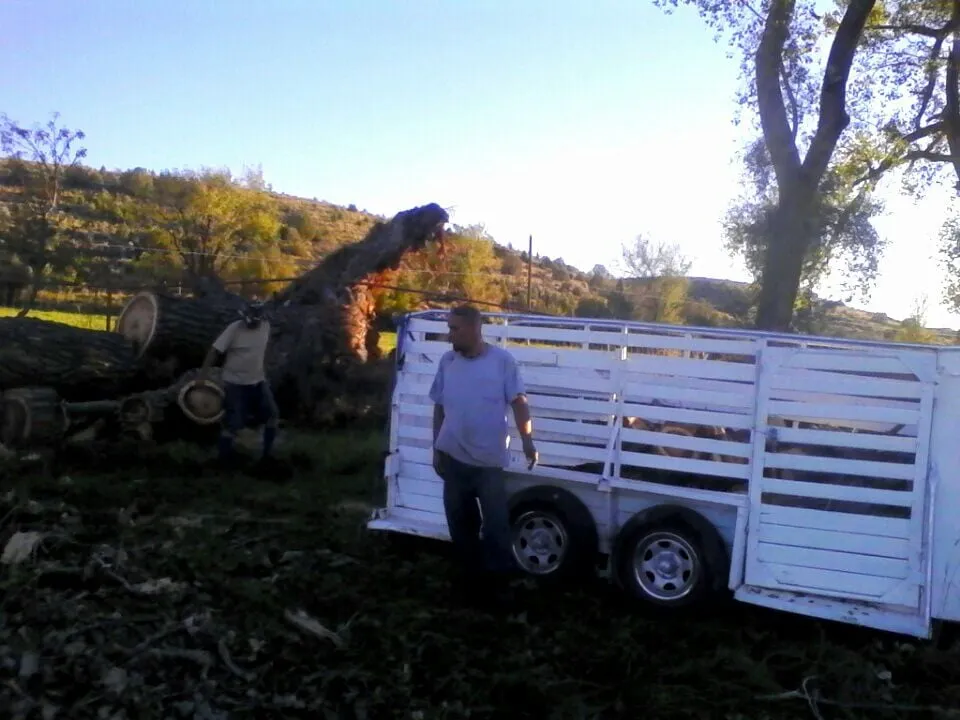 Professional lawn care service experts serving Farmington, NM - All Around Tree Removal & Landscaping