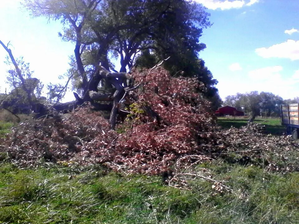 Professional garden landscaping near you in Farmington, NM by All Around Tree Removal & Landscaping