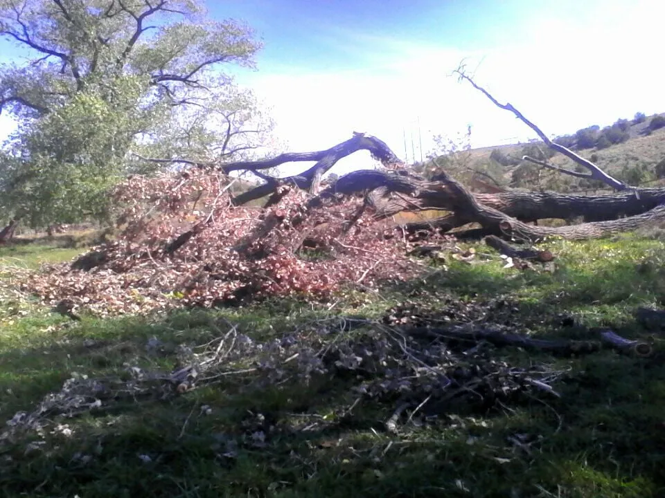 Reliable yard cleanup service experts serving Farmington, NM - All Around Tree Removal & Landscaping