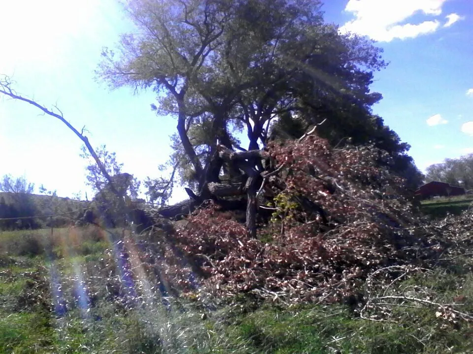 Trusted residential landscaping in Farmington, NM by All Around Tree Removal & Landscaping