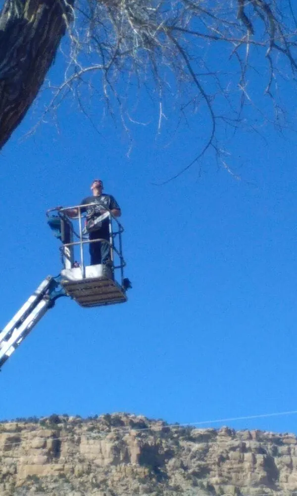 Expert yard cleanup service in Farmington, NM - All Around Tree Removal & Landscaping