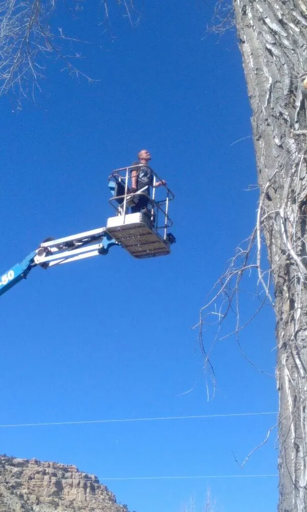 Local garden landscaping for outdoor upgrades in Farmington, NM by All Around Tree Removal & Landscaping