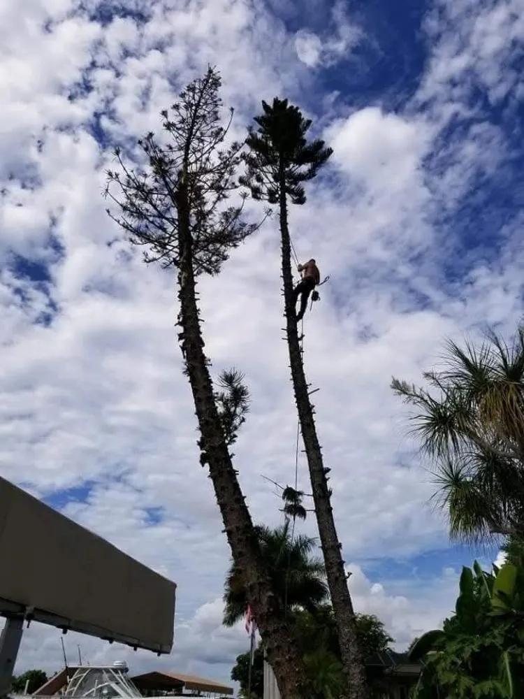 Trusted landscape design for beautiful yards across Punta Gorda, FL - All Around Tree Specialist