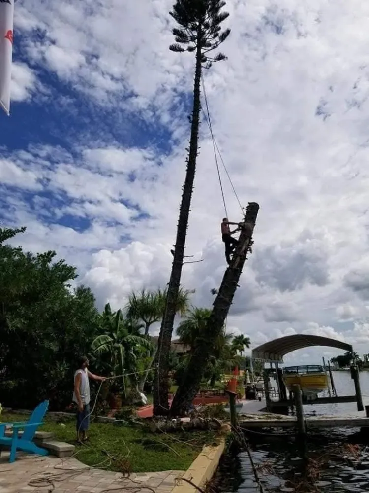 Expert lawn care service in Punta Gorda, FL - All Around Tree Specialist