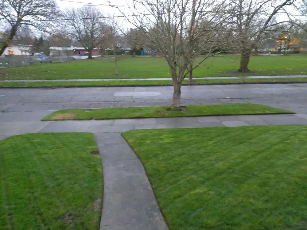 Trusted yard cleanup service experts serving Portland, OR - All Around Yard Care Services