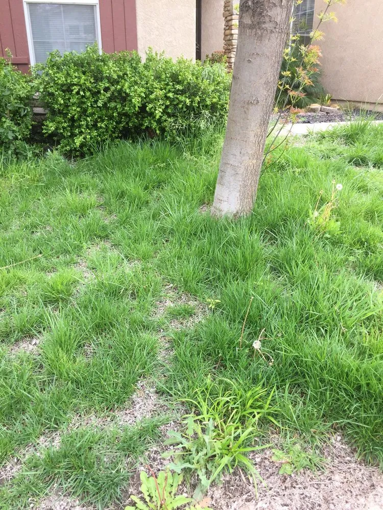 Custom garden landscaping experts serving Sacramento, CA - All Around Yard Maintenance