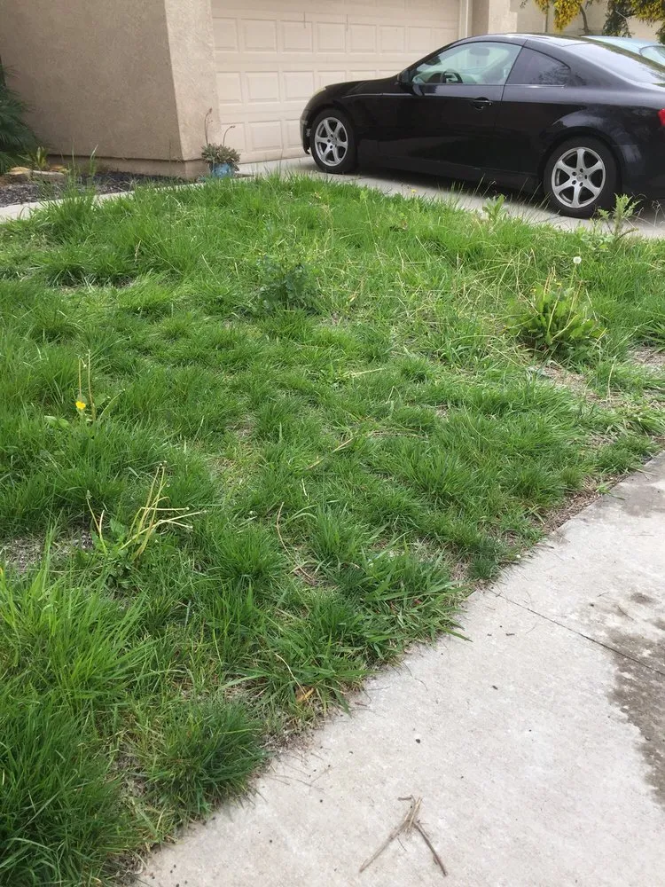 Reliable lawn care service for year-round maintenance in Sacramento, CA by All Around Yard Maintenance