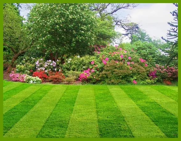 Reliable lawn care service in Sacramento, CA by All Around Yard Maintenance