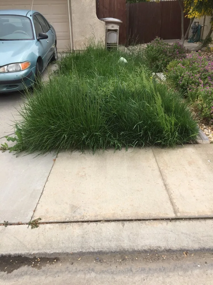 Professional landscaping services in Sacramento, CA - All Around Yard Maintenance