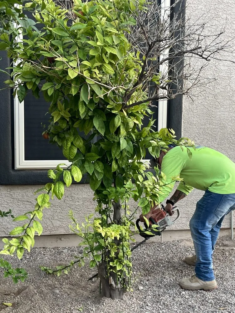 Professional landscape design in Tucson, AZ by All A’s Landscaping & Handyman Services