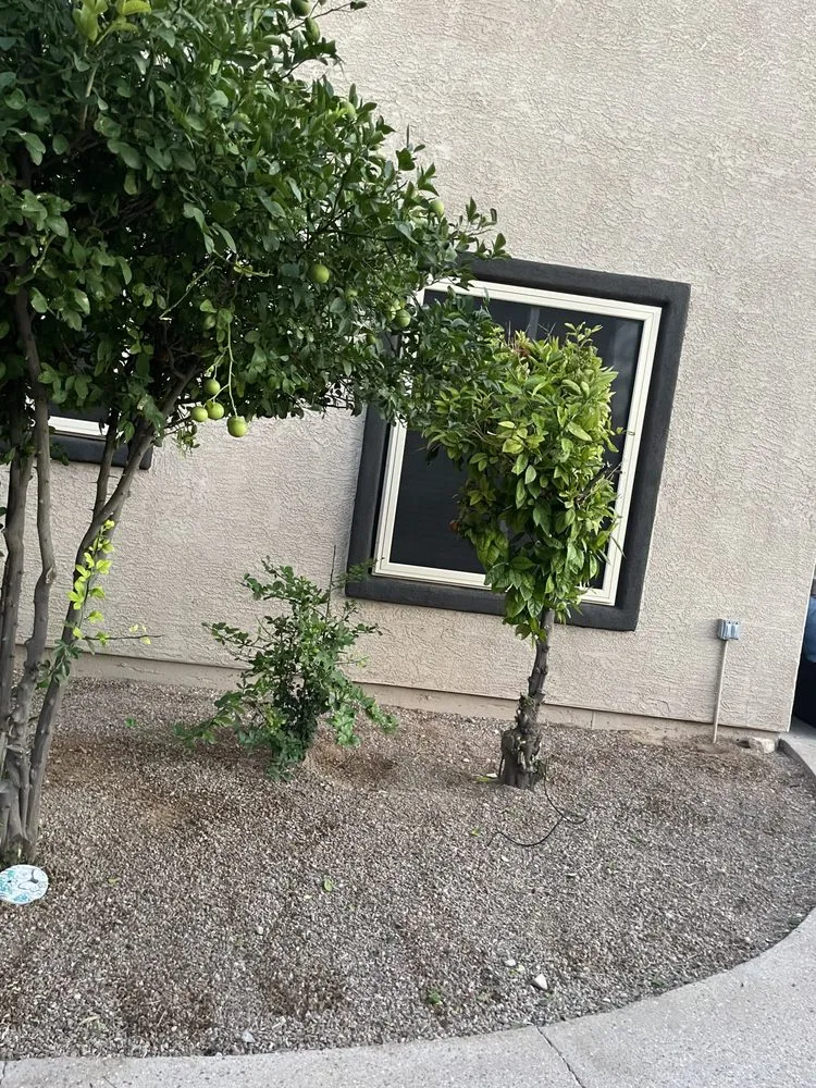 Affordable yard cleanup service in Tucson, AZ by All A’s Landscaping & Handyman Services