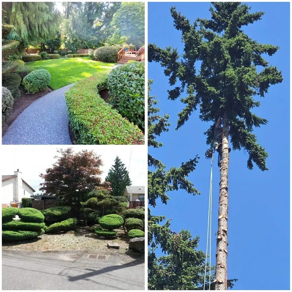 Expert yard cleanup service for outdoor upgrades in Auburn, WA by All Aspects