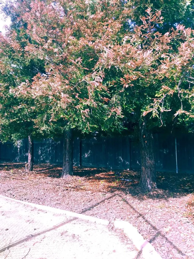 Top-rated landscape design in Sacramento, CA - All Backyard Pro