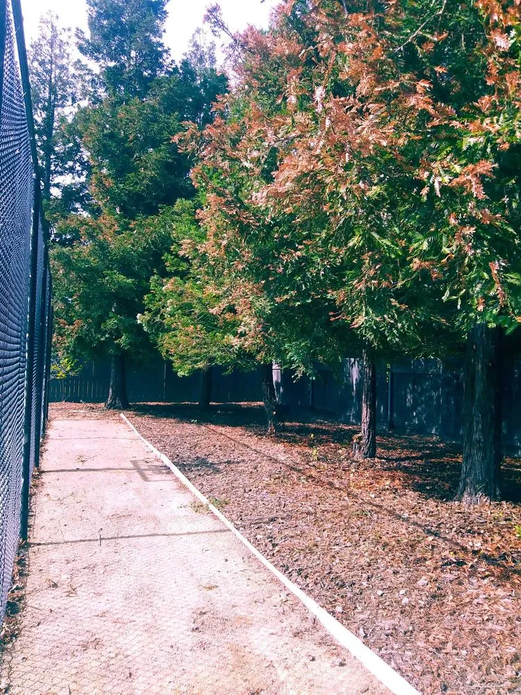 Reliable yard maintenance for homes across Sacramento, CA - All Backyard Pro