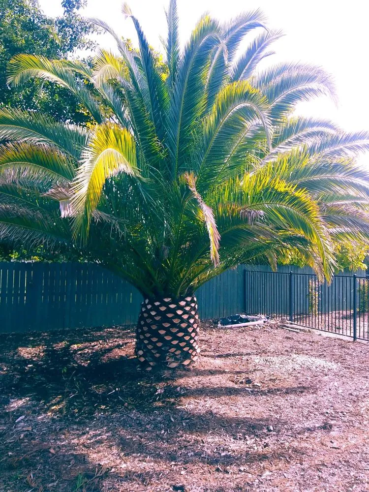 Top-rated lawn mowing service in Sacramento, CA by All Backyard Pro