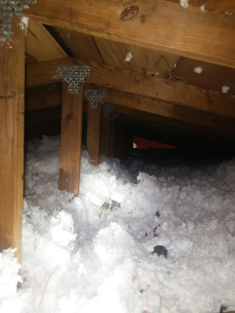 Professional yard maintenance for year-round maintenance in Cocoa, FL by All Brevard Lawn & Pest