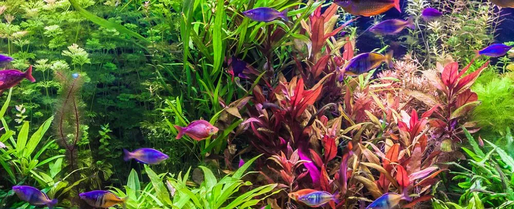 Local landscape installation for year-round maintenance across Olmstedville, NY - All Bright Aquariums