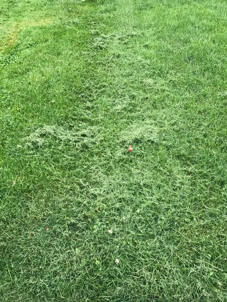 Local outdoor landscaping experts serving Union City, IN - All Brothers Lawn Squad