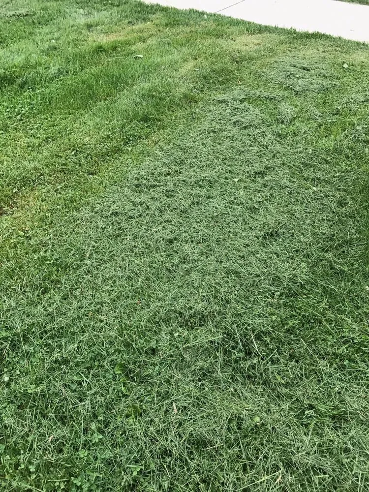 Affordable yard cleanup service near you in Union City, IN by All Brothers Lawn Squad