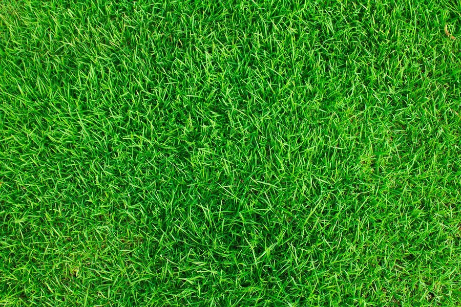 Top-rated lawn care service experts serving Union City, IN - All Brothers Lawn Squad