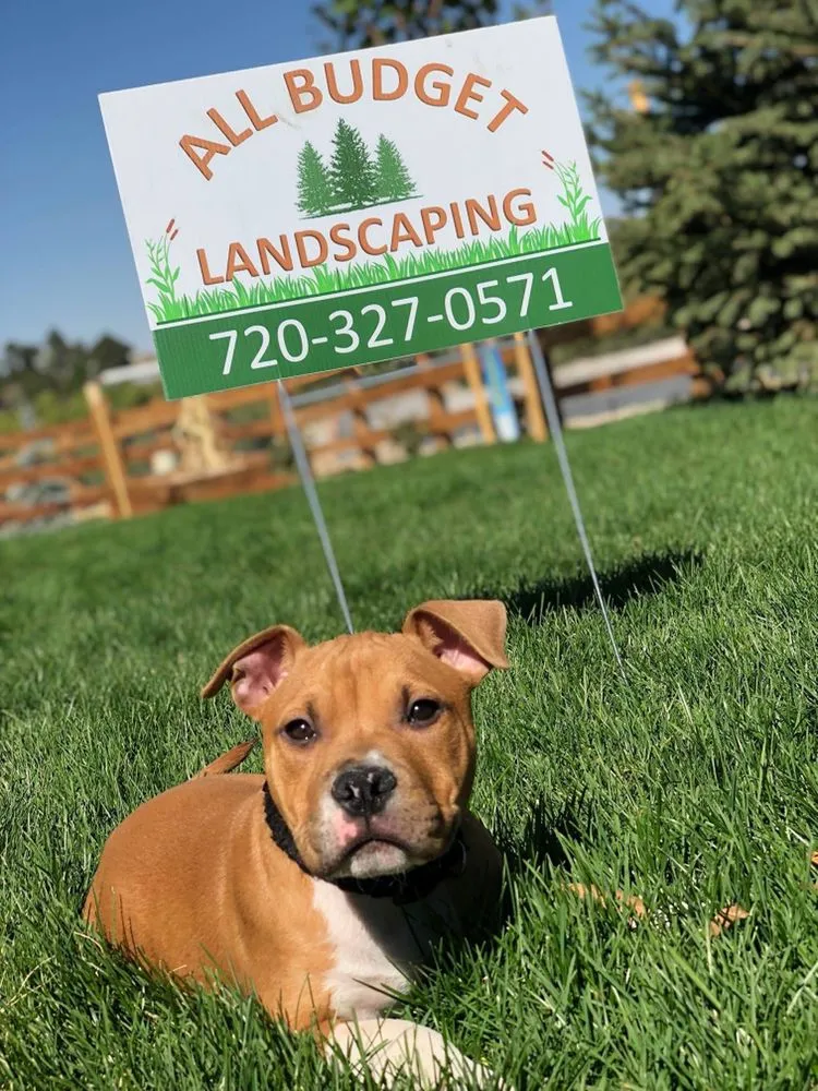 Affordable yard maintenance in Aurora, CO - All Budget Landscaping