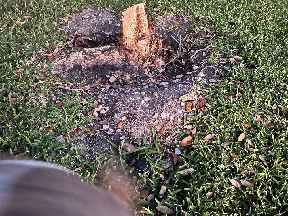 Top-rated lawn care service experts serving West Palm Beach, FL - All Budget Trees and Lawn Service