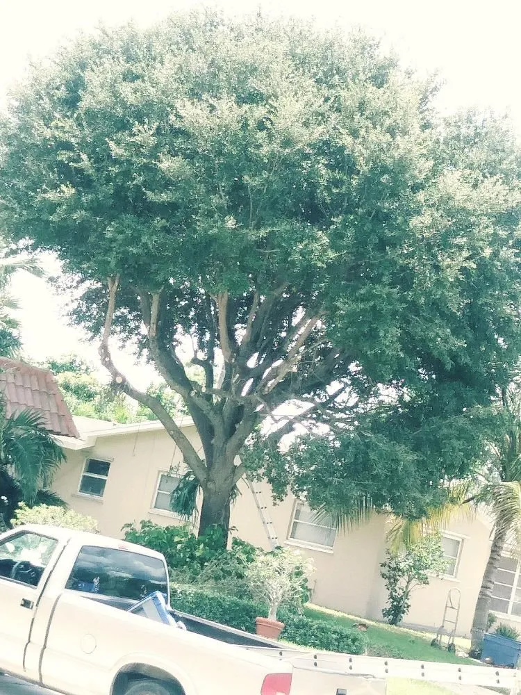 Affordable residential landscaping in West Palm Beach, FL by All Budget Trees and Lawn Service