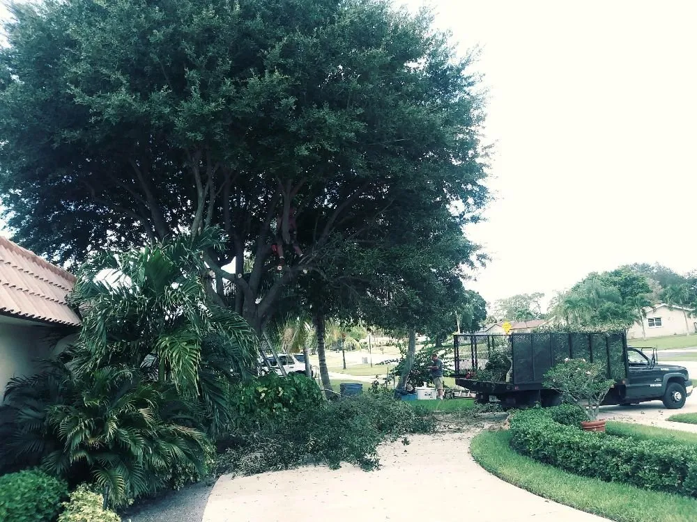 Top-rated lawn mowing service in West Palm Beach, FL - All Budget Trees and Lawn Service