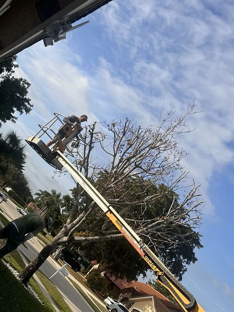 Affordable yard maintenance experts serving West Palm Beach, FL - All Budget Trees and Lawn Service
