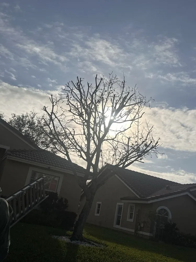 Reliable yard cleanup service for residential properties in West Palm Beach, FL by All Budget Trees and Lawn Service