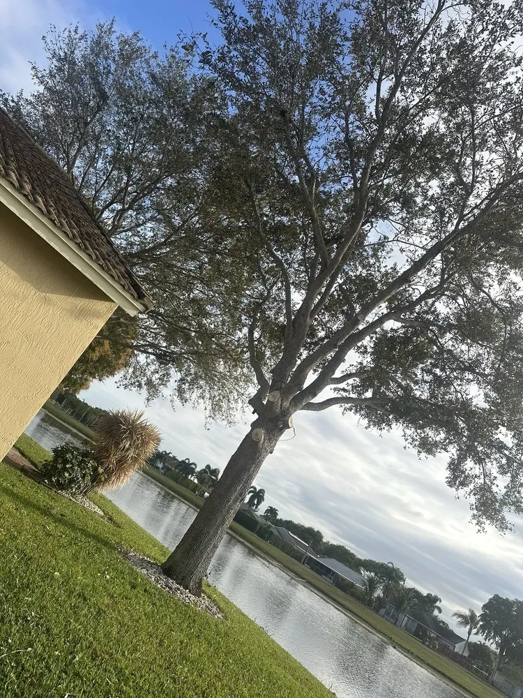 Custom landscaping services for residential properties in West Palm Beach, FL by All Budget Trees and Lawn Service