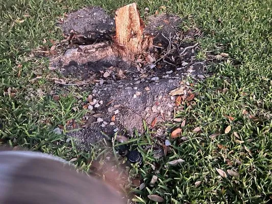 All Budget Trees and Lawn Service Logo