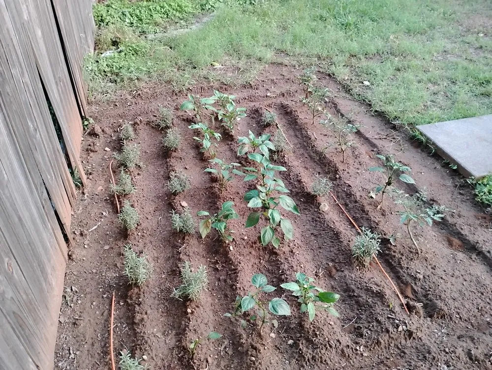 Professional garden landscaping for beautiful yards across Lake Worth, TX - All Business No Brakes Landscape and Construction