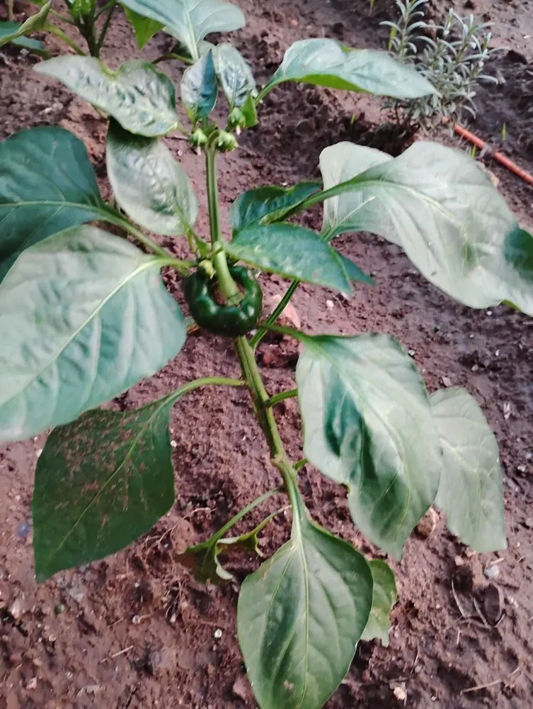 Affordable landscape installation in Lake Worth, TX - All Business No Brakes Landscape and Construction