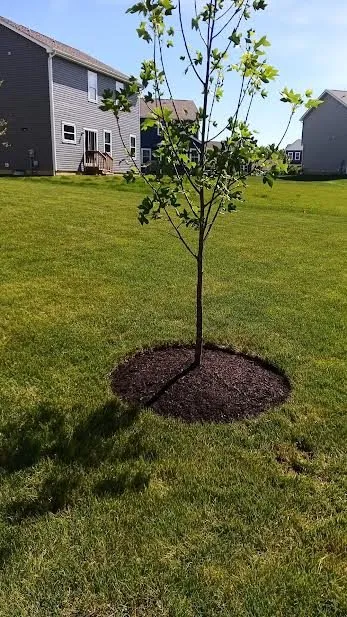 Local yard maintenance in Columbus, OH by All Cleaning and Landscaping