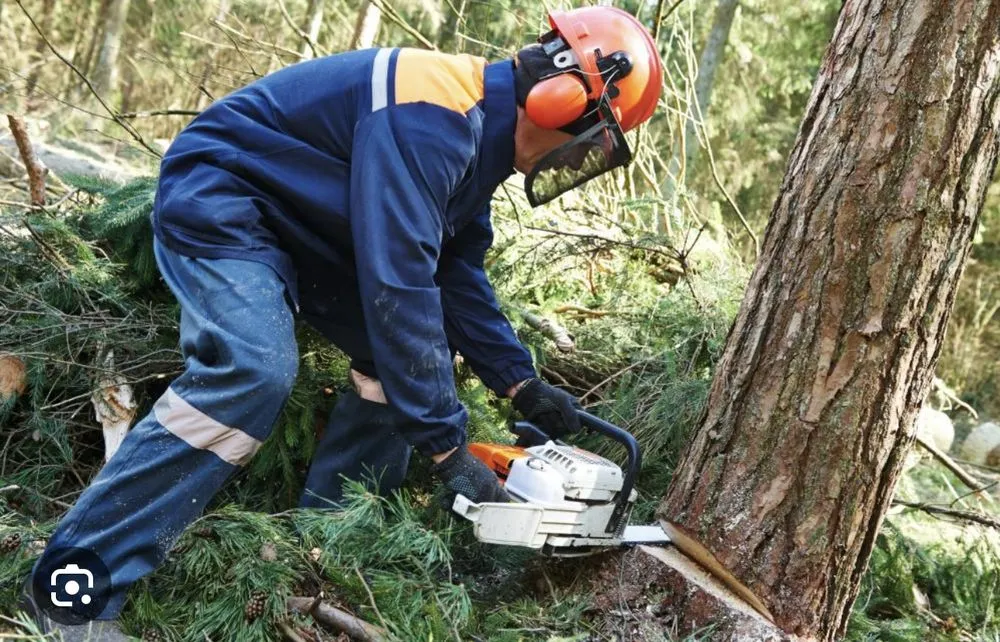 Custom residential landscaping for outdoor upgrades in Blackstone, VA by All Clear Land Clearing