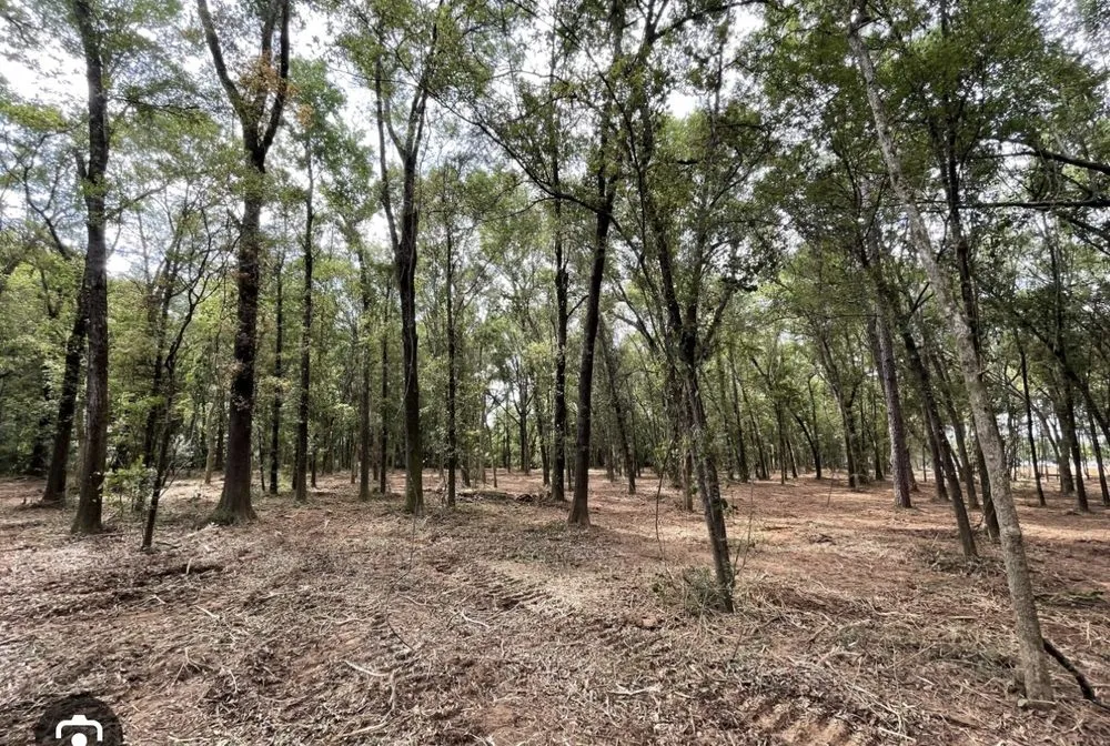 Top-rated lawn mowing service for year-round maintenance across Blackstone, VA - All Clear Land Clearing