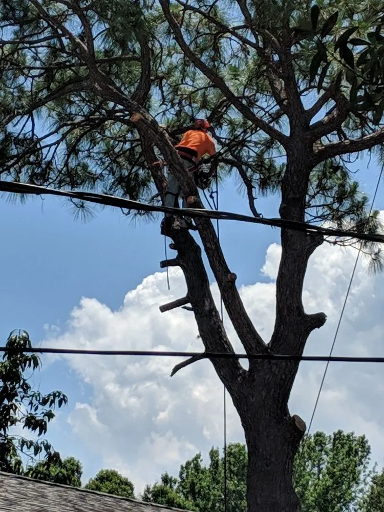 Trusted landscape installation in clearwater, FL - All Clear Landscaping and Tree Service