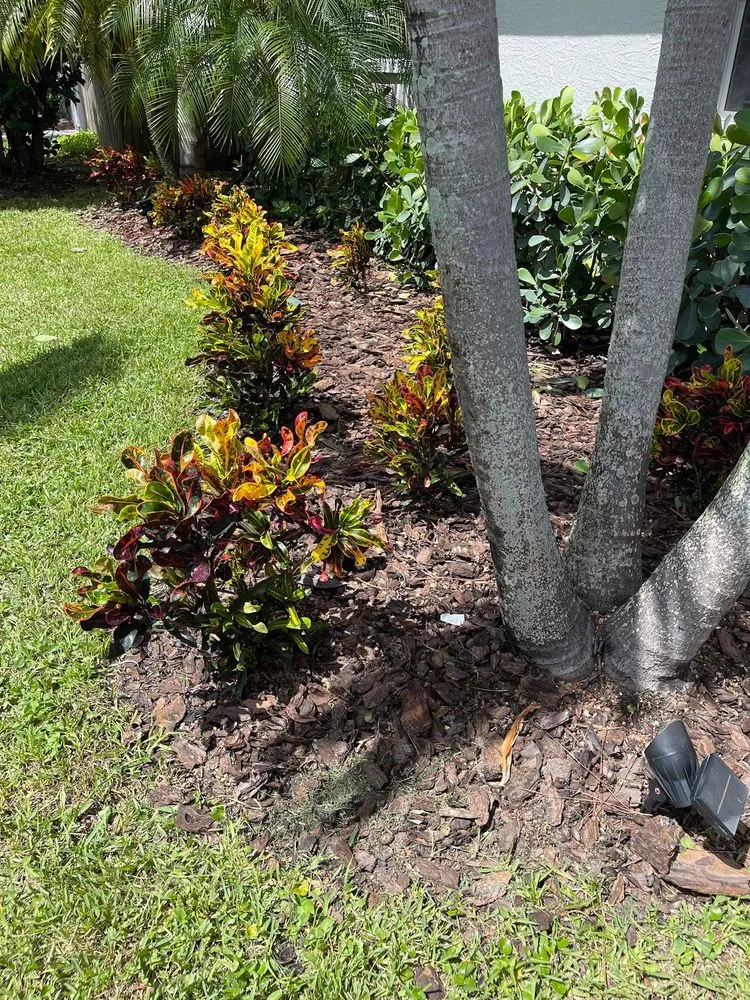 Expert landscaping services in clearwater, FL - All Clear Landscaping and Tree Service