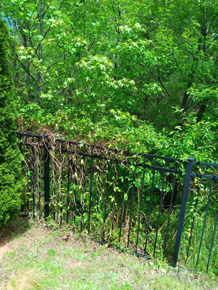 Affordable landscape design for beautiful yards across Waxhaw, NC - All Country Lawn Care