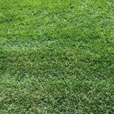 All County Lawn Care Logo