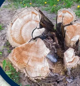 Affordable residential landscaping in Nyack, NY by All Cuts Tree Service