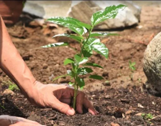 Local yard maintenance for outdoor upgrades in Nyack, NY by All Cuts Tree Service