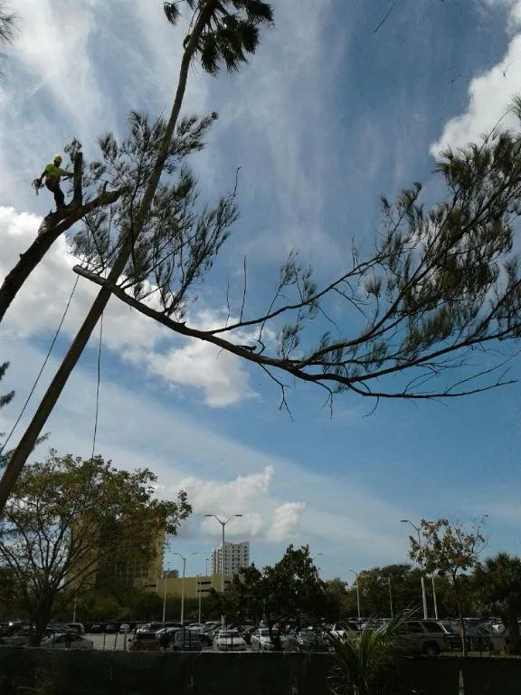 Professional yard cleanup service experts serving Miami, FL - All Dade Tree Services