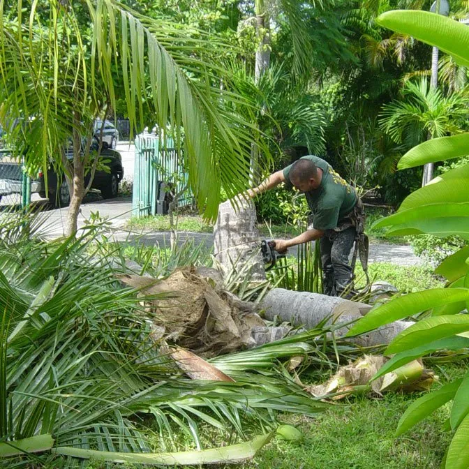 Expert lawn care service in Miami, FL - All Dade Tree Services