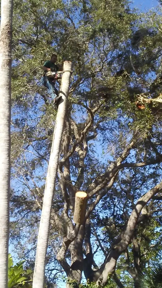 Custom lawn mowing service for outdoor upgrades across Miami, FL - All Dade Tree Services